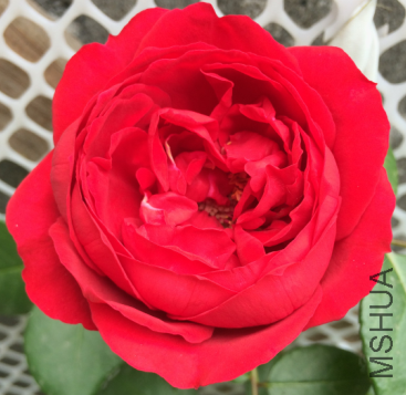 QQ��ͼ20150723190236.png