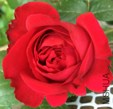 QQ��ͼ20150723190346.png