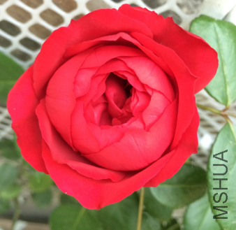 QQ��ͼ20150723190519.png