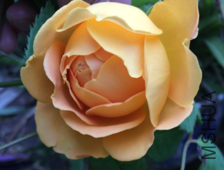 QQ��ͼ20150723191124.png