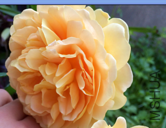 QQ��ͼ20150723191113.png
