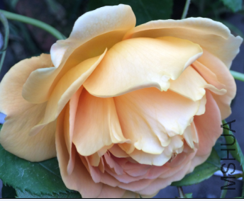 QQ��ͼ20150723191138.png