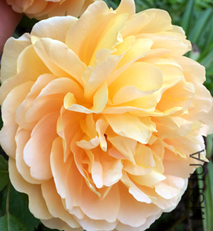 QQ��ͼ20150723191126.png