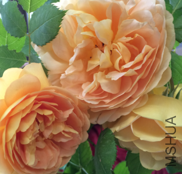 QQ��ͼ20150723191247.png