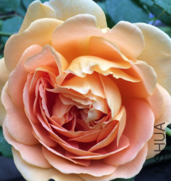 QQ��ͼ20150723191310.png