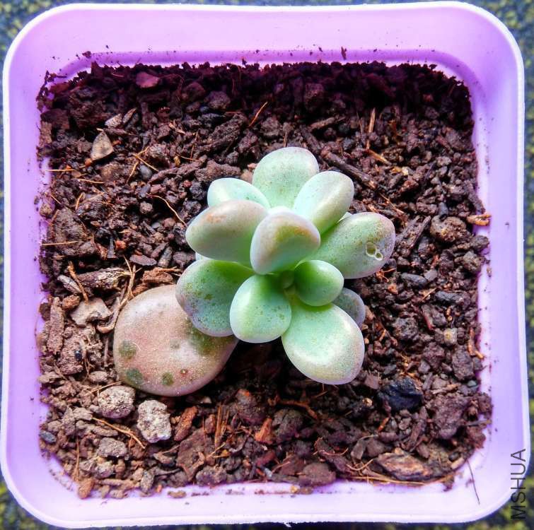 ���¶�ʮ���� (4).jpg