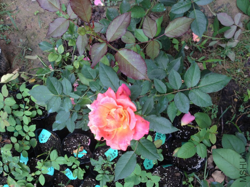 IMG_2130_meitu_1.jpg