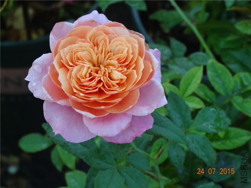 DSC02134.jpg