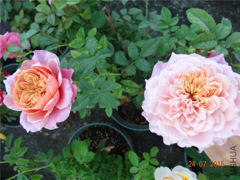 DSC02060.jpg