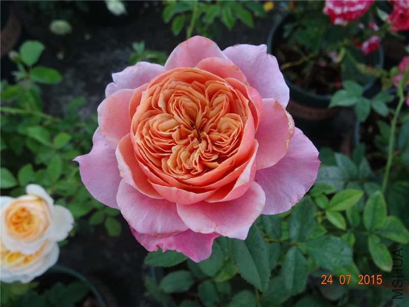 DSC02061.jpg