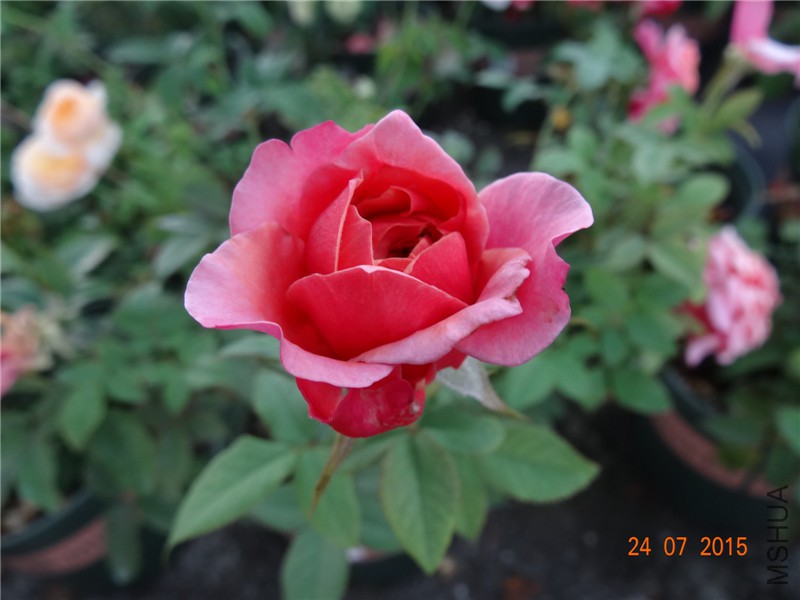 DSC02062.jpg