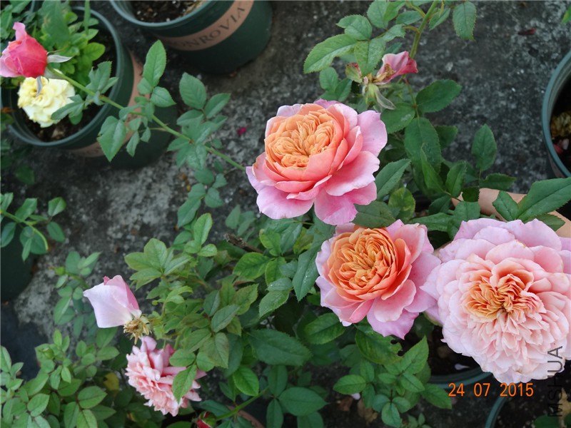 DSC02100.jpg