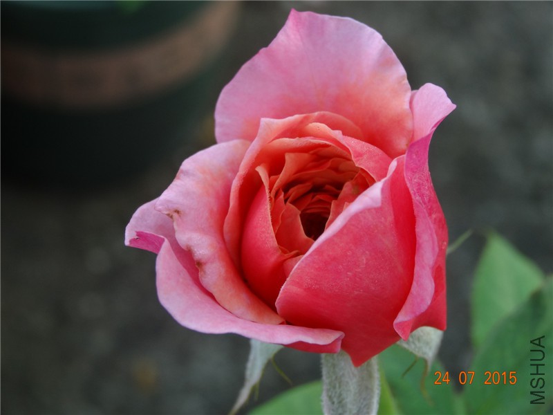 DSC02110.jpg