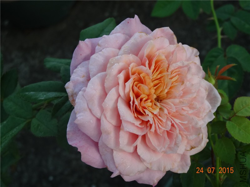 DSC02104.jpg