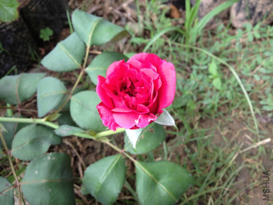 IMG_2138_meitu_2.jpg
