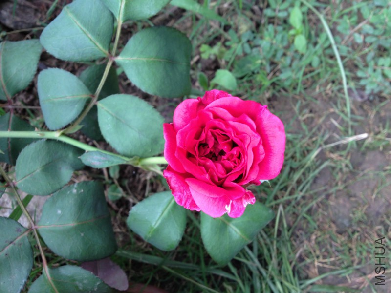 IMG_2137_meitu_1.jpg