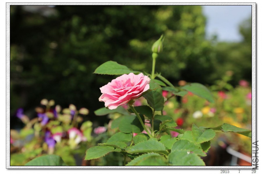 2015072002.jpg