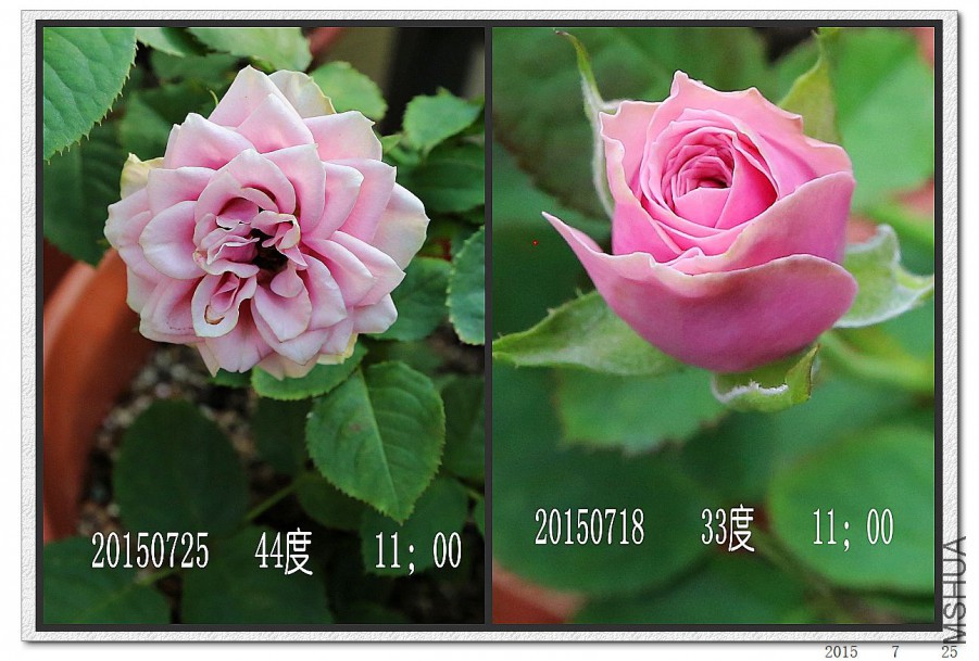 2015072501.jpg