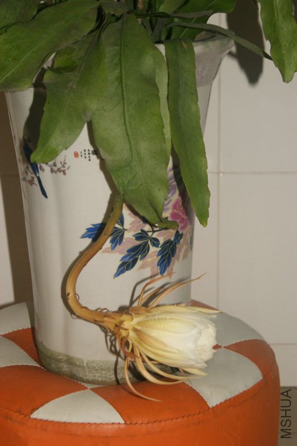 DSC00014.JPG
