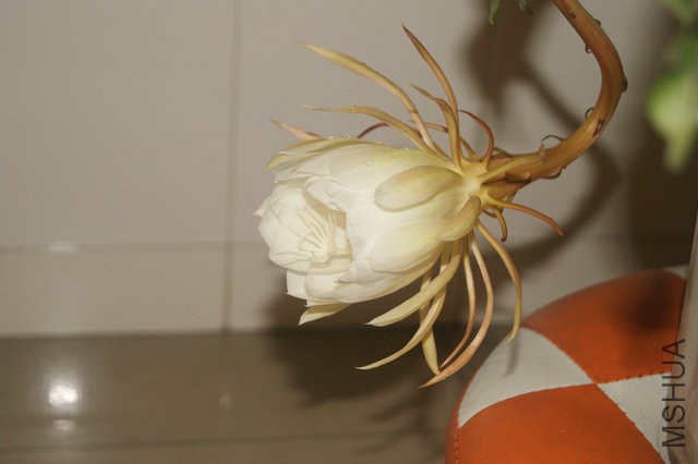 DSC00017.JPG