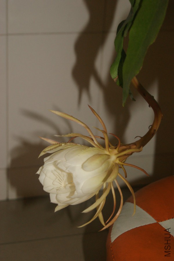 DSC00019.JPG