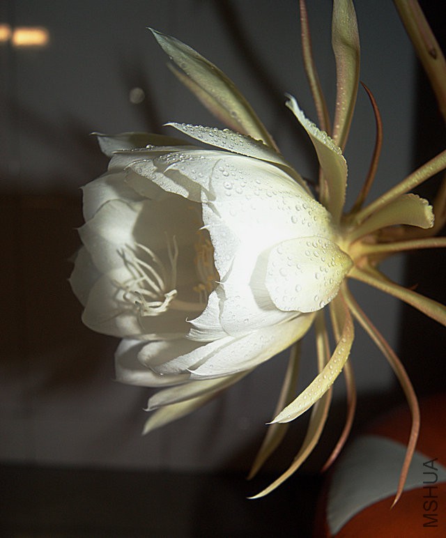 DSC00043.JPG