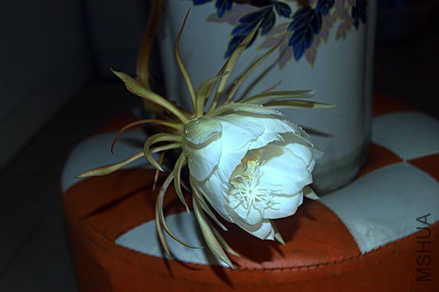 DSC00054.JPG
