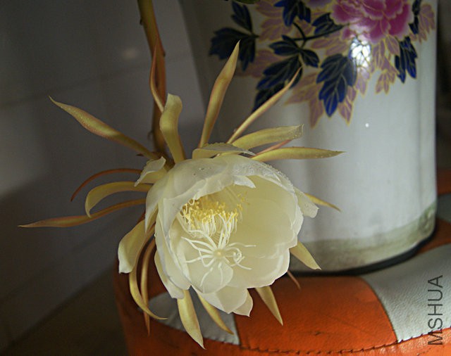 DSC00062.JPG