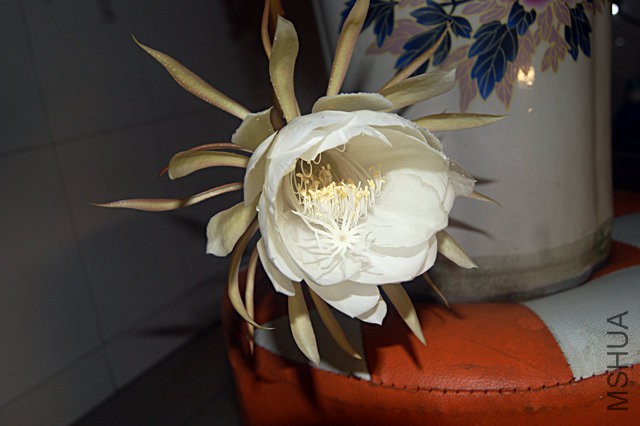 DSC00060.JPG