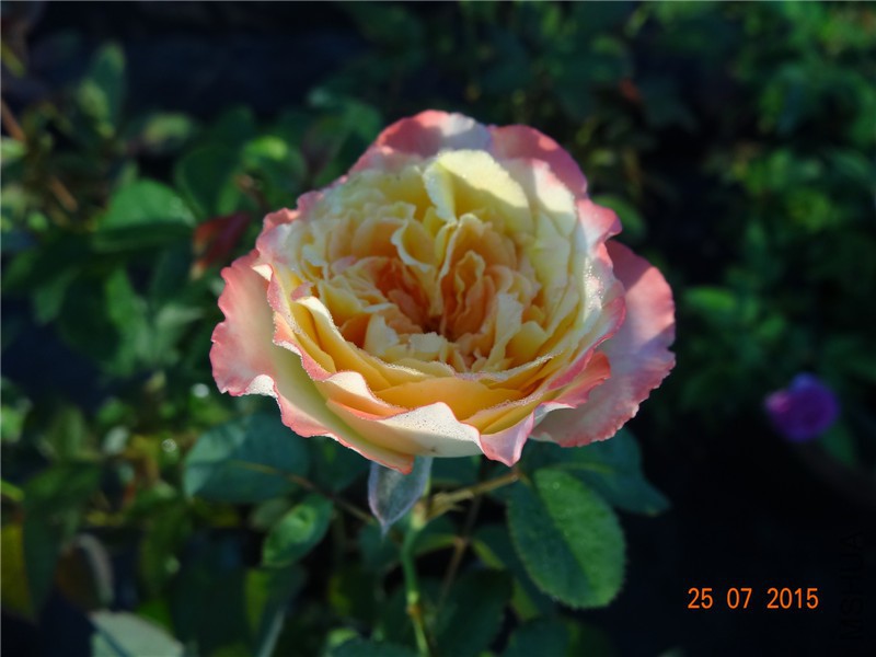 DSC02251.jpg