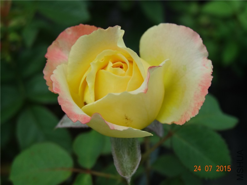 DSC02158.jpg