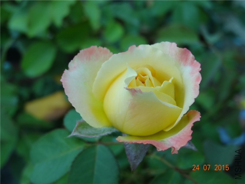 DSC02159.jpg