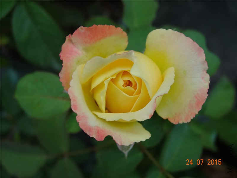 DSC02160.jpg