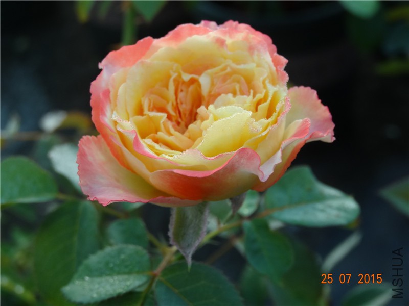 DSC02177.jpg