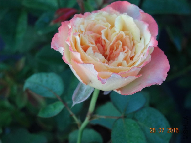 DSC02178.jpg