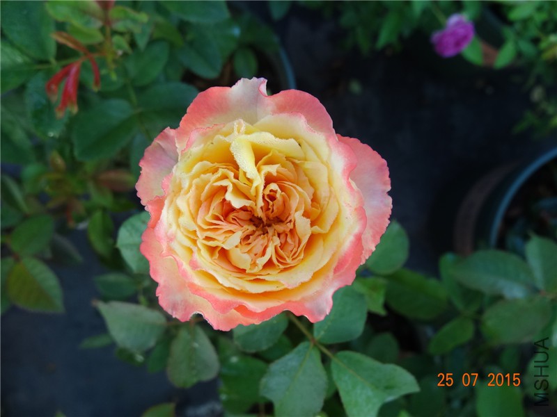 DSC02202.jpg