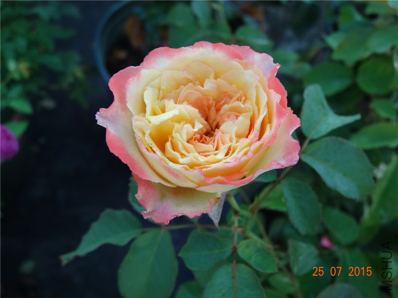 DSC02203.jpg