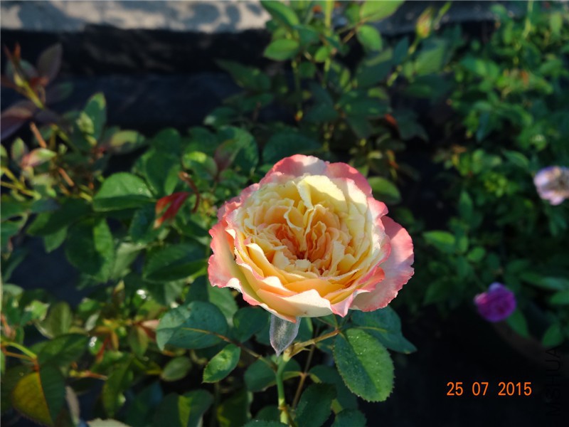 DSC02250.jpg