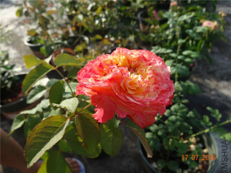 DSC01751.jpg