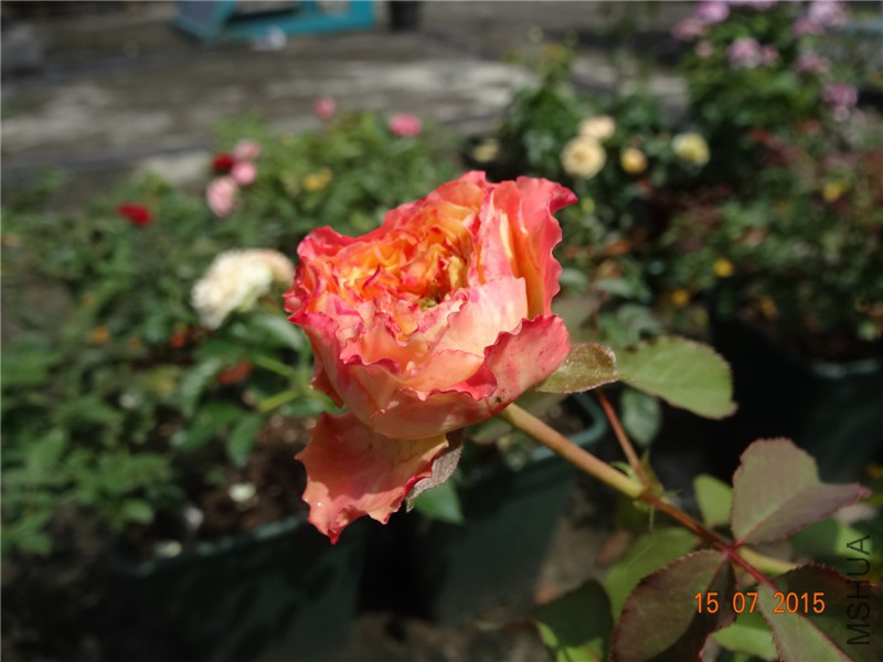 DSC01613.jpg