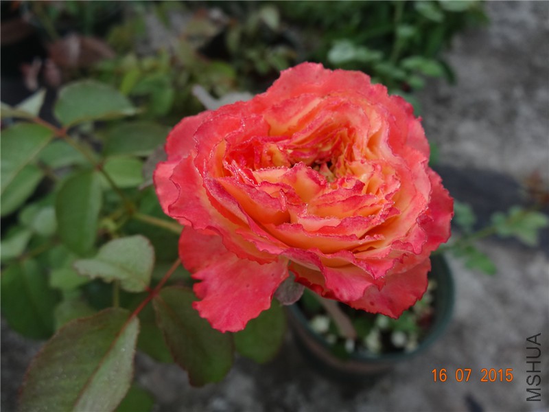 DSC01670.jpg