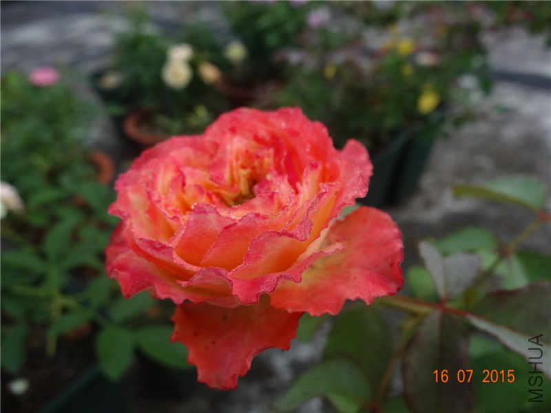 DSC01669.jpg