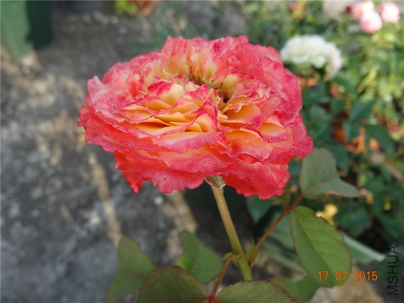 DSC01750.jpg