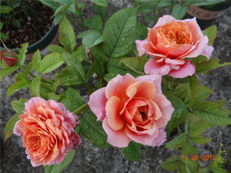 DSC00493.jpg