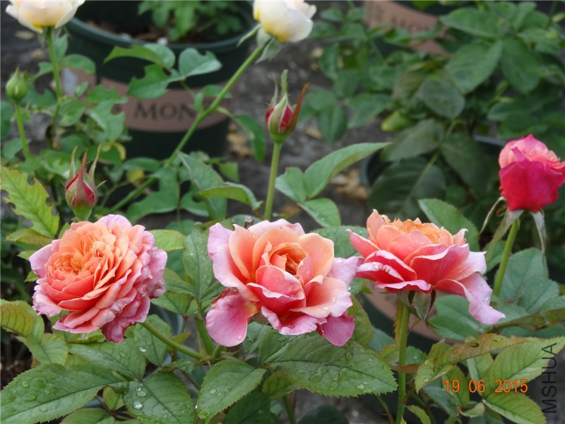 DSC00501.jpg