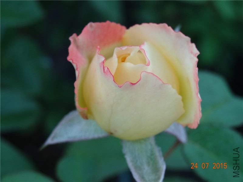 DSC02108.jpg