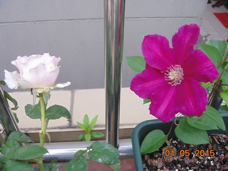 DSC00787_����.jpg