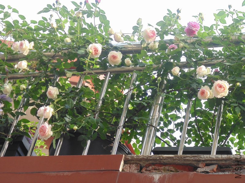 DSC00900_����.jpg