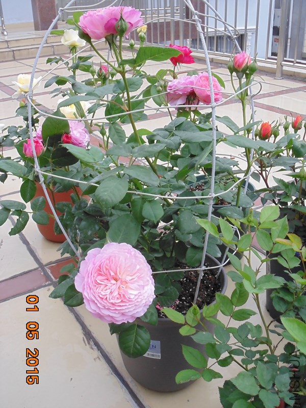 DSC00792_����.jpg