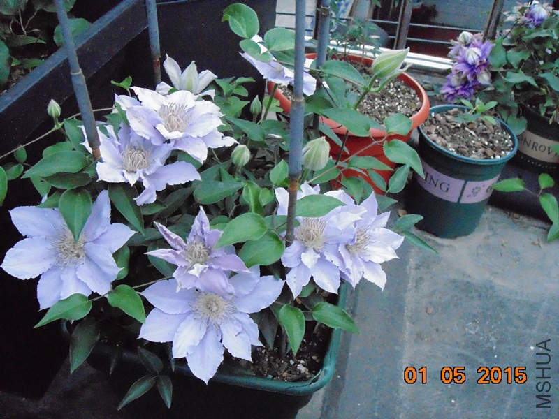 DSC00830_����.jpg